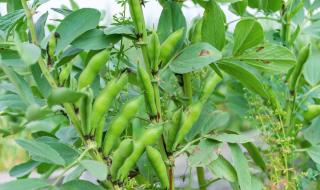 北斗七星蚕豆的高产种植